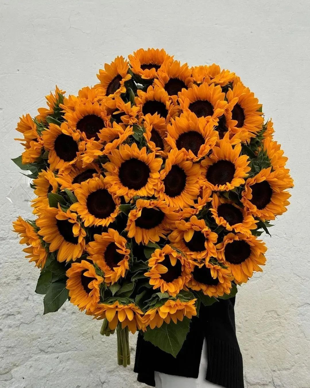 Sunflowers (*Helianthus annuus*) are tall, sun-loving plants known for their large, bright yellow blooms with central brown or black discs, symbolizing warmth and positivity.