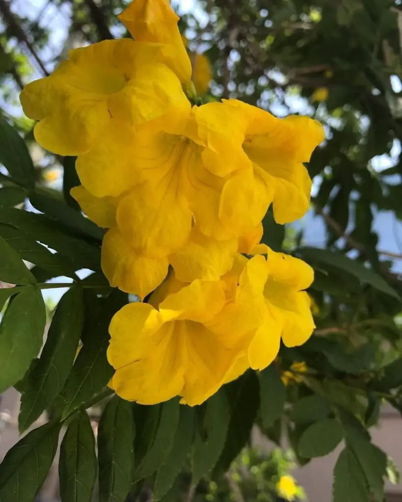 Golden Bells, commonly known as Forsythia, is a deciduous shrub famous for its bright yellow, bell-shaped flowers that bloom in early spring, creating a stunning display before the leaves appear.