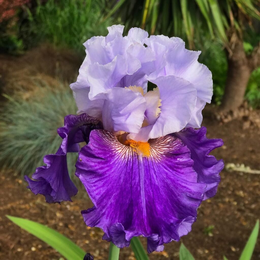 Bearded Iris are stunning perennials characterized by their intricate, ruffled flowers with distinctive "beards" on the falls, available in a wide range of colors and known for their beauty and resilience in garden landscapes.