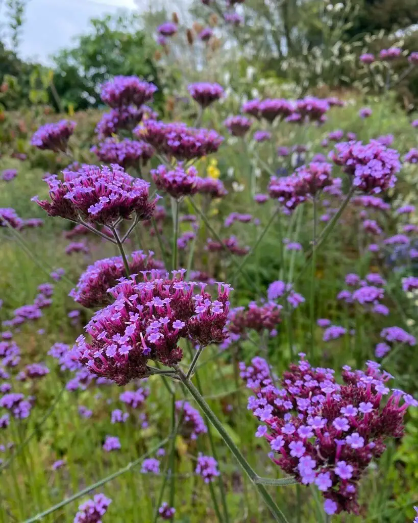 *Verbena bonariensis* is a tall, airy perennial with clusters of small lavender-purple flowers atop slender stems, known for attracting pollinators and adding a delicate, ethereal touch to garden landscapes.