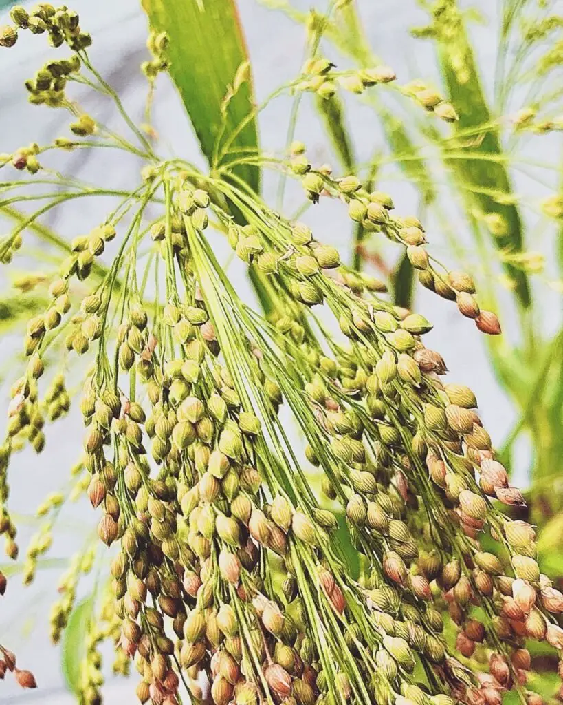 Broom Corn (*Sorghum bicolor*) is a type of sorghum grown for its long, stiff seed heads, traditionally used to make brooms, and is also valued for its ornamental and eco-friendly qualities in gardens and crafts.