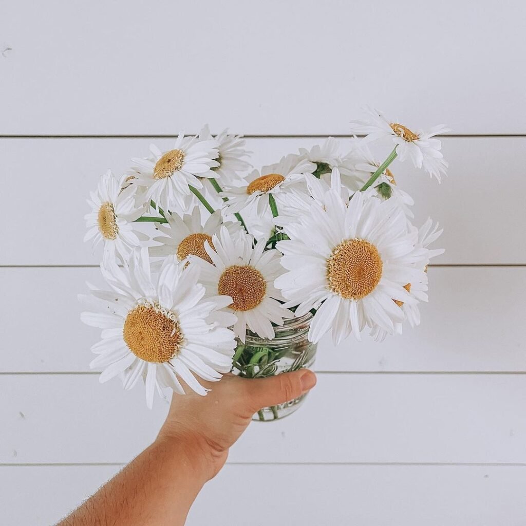 Shasta Daisies (*Leucanthemum × superbum*) are classic white flowers with yellow centers and long-lasting blooms, known for their simple beauty and use in garden borders and bouquets.