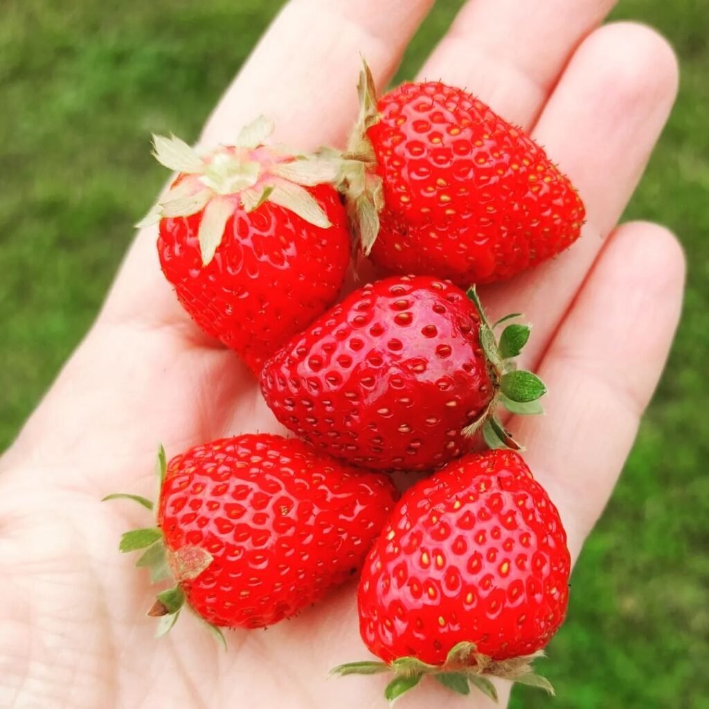 Ozark Beauty strawberries are a popular everbearing variety known for producing large, juicy, sweet berries throughout the growing season, ideal for home gardens and containers.