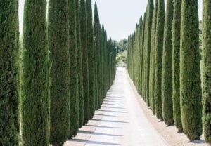 Top 10 Tall, Thin Evergreen Trees for Elegant Landscaping (2024 Guide)