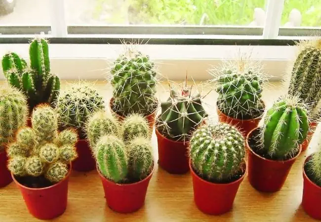 Top 5 Indoor Cactus Varieties : A Comprehensive Guide for Plant Enthusiasts (2024)