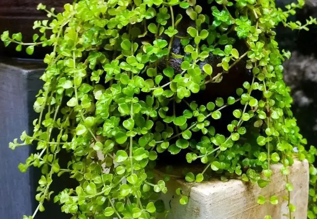 Top 5 Short Green Plants for Zone 10 Gardens