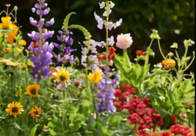 Top Perennial Flowering Plants for Zone 5 : A Gardener's Guide (2024)