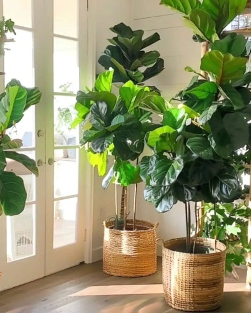 The Fiddle Leaf Fig (*Ficus lyrata*) is a popular indoor plant known for its large, glossy, violin-shaped leaves, adding a bold, tropical touch to interior spaces. It thrives in bright, indirect light and requires regular watering.