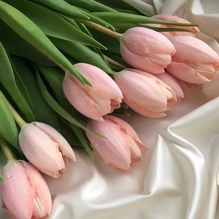 A cluster of pink tulips elegantly arranged on a soft white cloth, showcasing their vibrant color and delicate petals.
