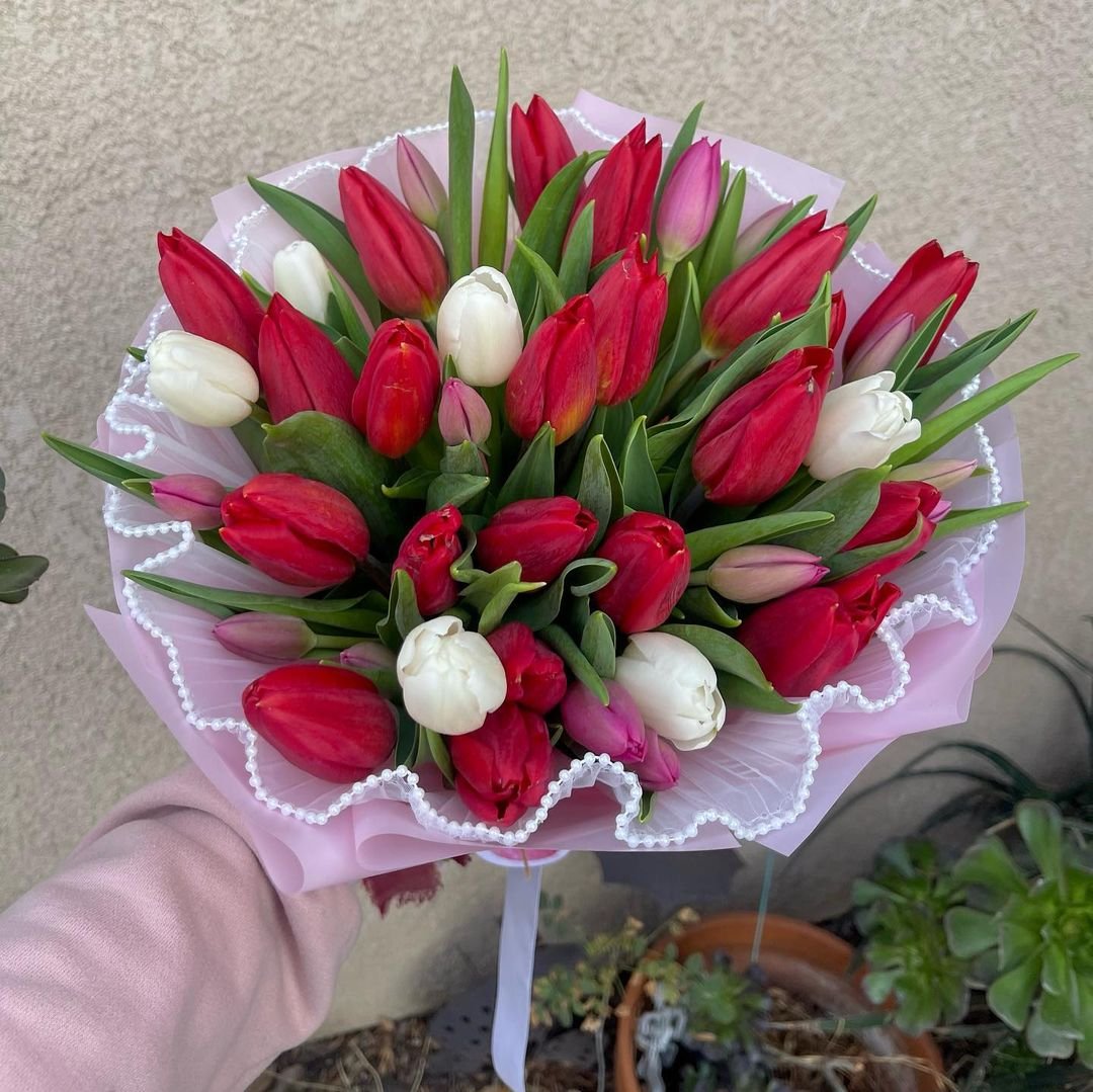 A person's hand holds a vibrant bouquet of red and white tulips, showcasing their elegant petals and fresh appearance.