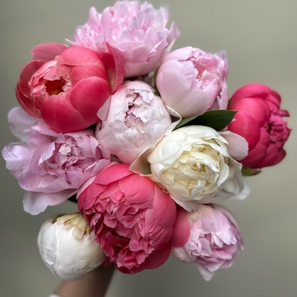 Peonies are lush, perennial flowers known for their large, fragrant blooms in shades of pink, white, red, and yellow, often used in gardens and bouquets for their beauty and elegance.