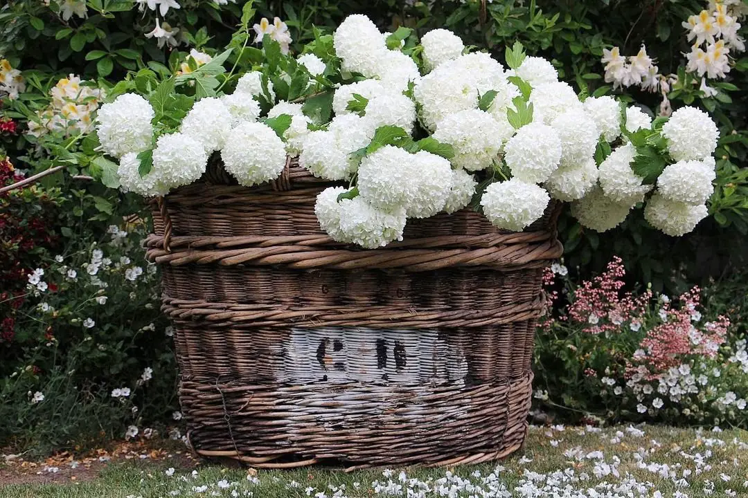 A basket overflowing with delicate white Viburnum flowers, showcasing their soft petals and lush greenery.
