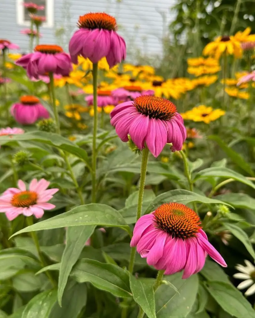 Purple Coneflower (*Echinacea purpurea*) is a hardy perennial with vibrant, daisy-like purple petals surrounding a spiky orange center, known for its beauty and medicinal properties, as well as its ability to attract pollinators.