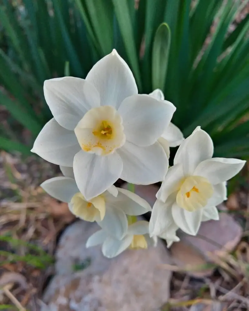 White daffodils, also known as *Narcissus*, are elegant spring-blooming perennials with crisp white petals and a contrasting central trumpet, symbolizing renewal and new beginnings.