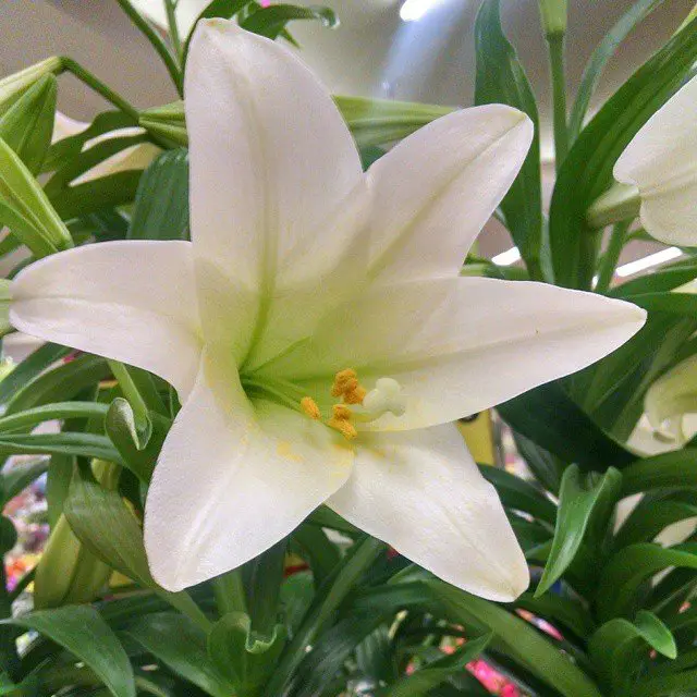 The White Easter Lily (*Lilium longiflorum*) is a symbol of purity and hope, featuring large, fragrant, trumpet-shaped blooms, traditionally associated with the Easter holiday.