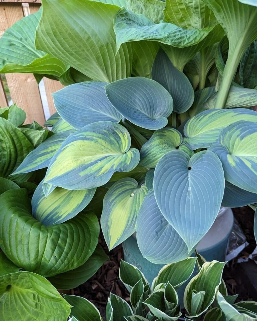 The *Bleuphoria Hosta* is a striking perennial plant known for its large, heart-shaped blue-green leaves with bold variegation, making it an attractive choice for shady garden spots.