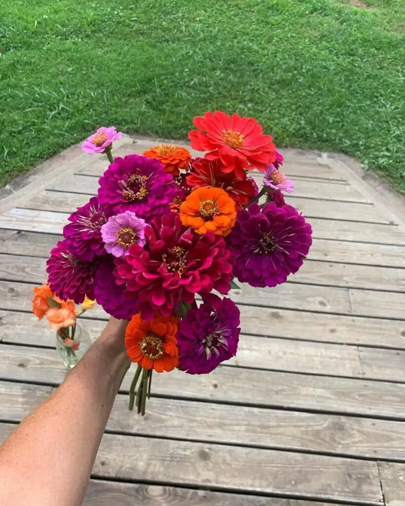 Zinnias are bright, easy-to-grow annual flowers with daisy-like blooms in a variety of colors, including red, pink, yellow, and orange, prized for their vibrant appearance and long-lasting blooms.