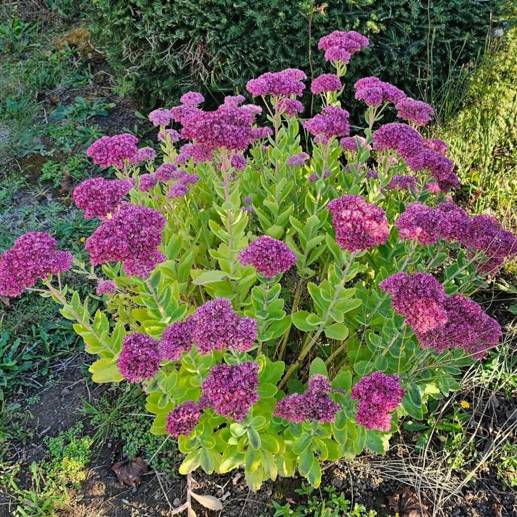 Sedum 'Autumn Joy' is a hardy perennial known for its thick, succulent leaves and vibrant clusters of pink flowers that bloom in late summer and turn to a rich bronze in the fall, making it a favorite for seasonal gardens.