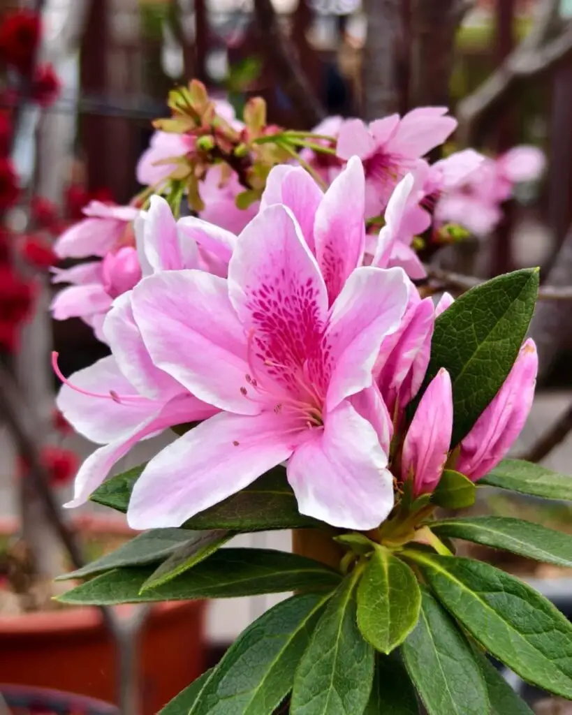 Azaleas are popular flowering shrubs that produce vibrant, funnel-shaped blooms in various colors, typically flowering in spring, and are valued for their lush foliage and ability to enhance landscapes.