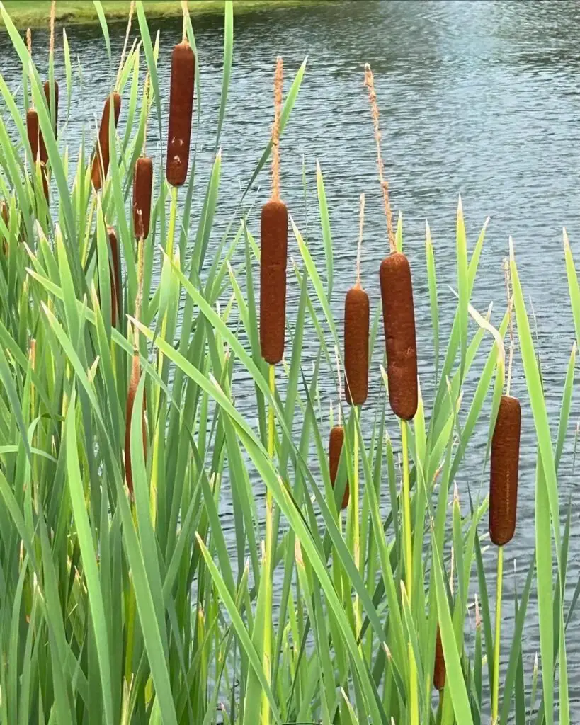 Cattail (*Typha*) is a wetland plant characterized by its tall, slender stalks and distinctive brown, fluffy flower spikes, commonly found in marshes and along waterways, providing habitat for wildlife.