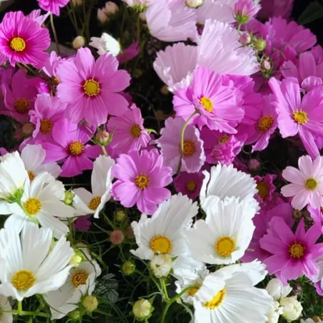 Cosmos are airy, daisy-like flowers with delicate petals in shades of pink, white, and purple, known for their ability to thrive in poor soil and attract pollinators.