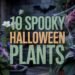 10 Spooky Plants for a Halloween Garden