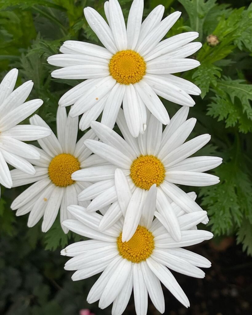 Daisies are cheerful, simple flowers with white petals and a yellow center, symbolizing innocence, purity, and new beginnings.