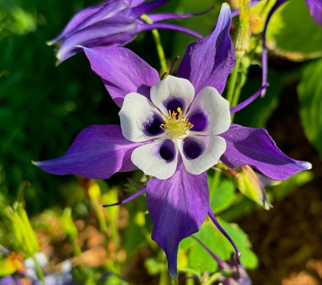 Columbine (*Aquilegia*) are delicate, perennial flowers with unique, spurred petals and a variety of vibrant colors, often attracting hummingbirds and butterflies to gardens.