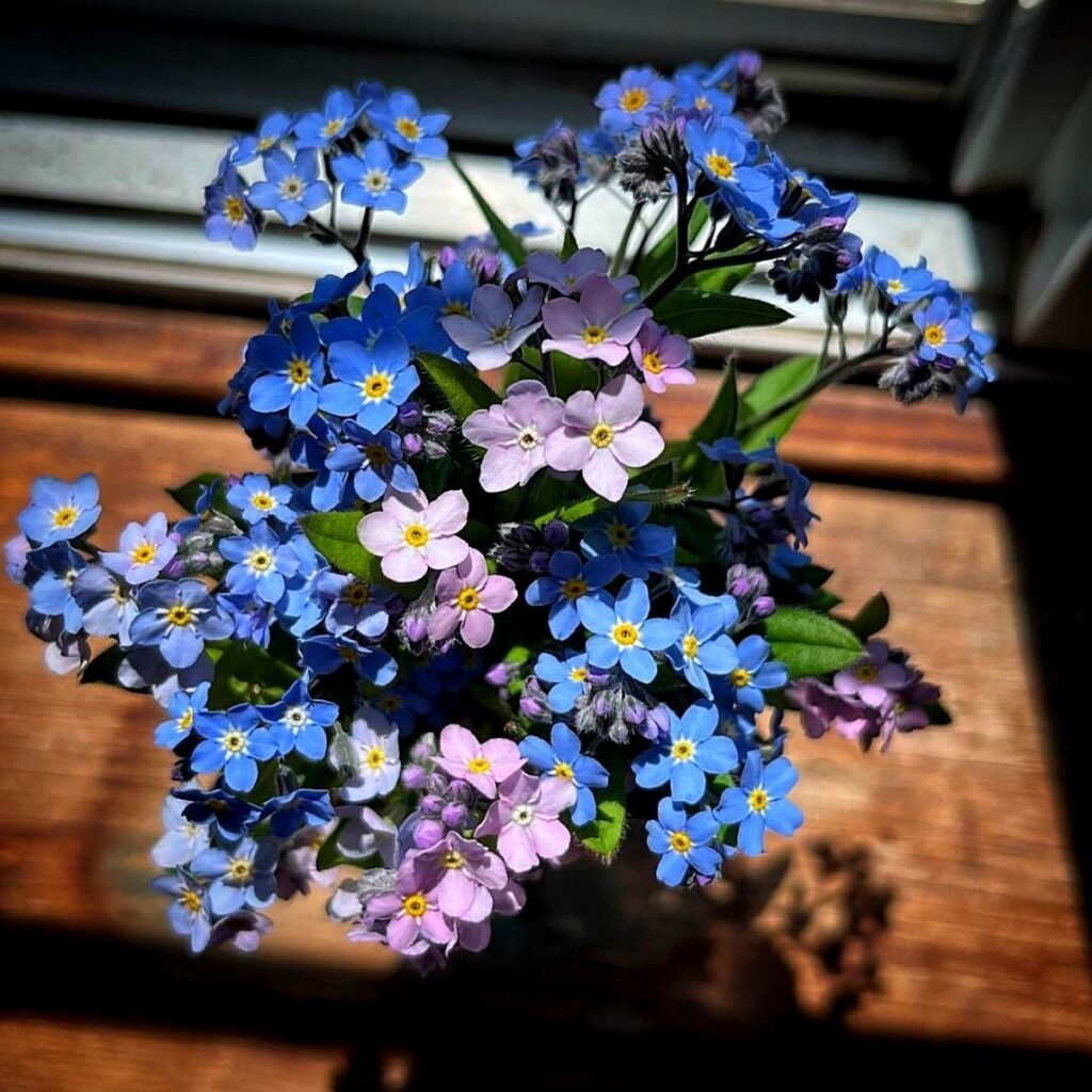 Forget-Me-Nots are delicate, small blue flowers with yellow centers, symbolizing remembrance and often used in gardens for their charming, carpet-like blooms.