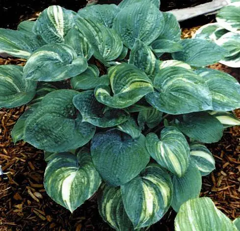 The *Foxy Doxy Hosta* is a compact, attractive variety known for its golden-yellow, heart-shaped leaves that brighten shady areas, and it produces lavender flowers in the summer.