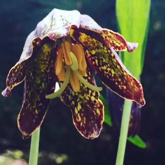 Chocolate Lily (*Fritillaria biflora*) is a unique perennial with nodding, dark brown flowers that resemble chocolate drops, adding an intriguing touch to woodland gardens and attracting various pollinators.