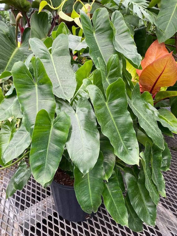 Climbing philodendrons thrive with support, indirect light, and regular watering, making them ideal for indoor vertical growth.