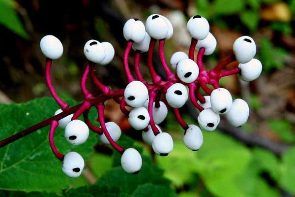 10 Spooky Plants for a Halloween Garden: Eerie Ideas & Care Tips 9 Doll’s Eyes (Actaea pachypoda)