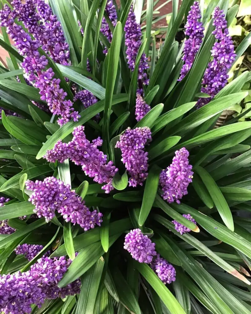 Dwarf Liriope, also known as Lilyturf, is a compact, grass-like perennial with narrow green leaves and spikes of lavender or white flowers, perfect for borders, ground cover, or container gardening.plant