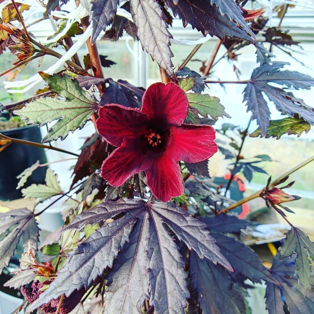 Mahogany Hibiscus (*Hibiscus rosa-sinensis*) is a tropical shrub known for its large, deep red to maroon flowers with a striking yellow center, adding bold color and exotic beauty to gardens and landscapes.