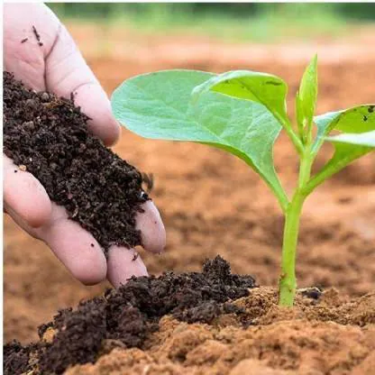 Organic fertilizers are derived from natural sources like compost, manure, or bone meal, providing nutrients while improving soil health and structure.