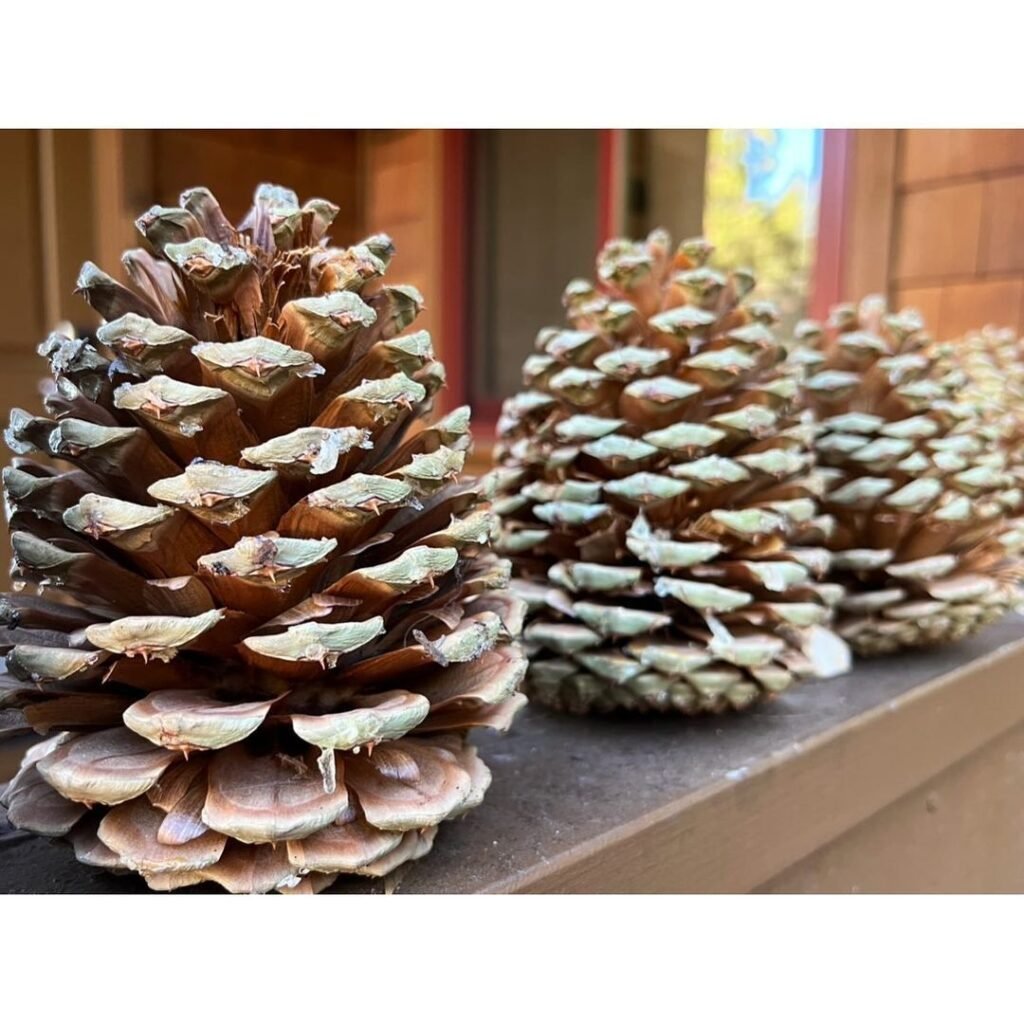 Pine cones are the woody seed carriers of pine trees, often used in crafts and decorations, valued for their natural beauty and symbolic connection to growth and regeneration.