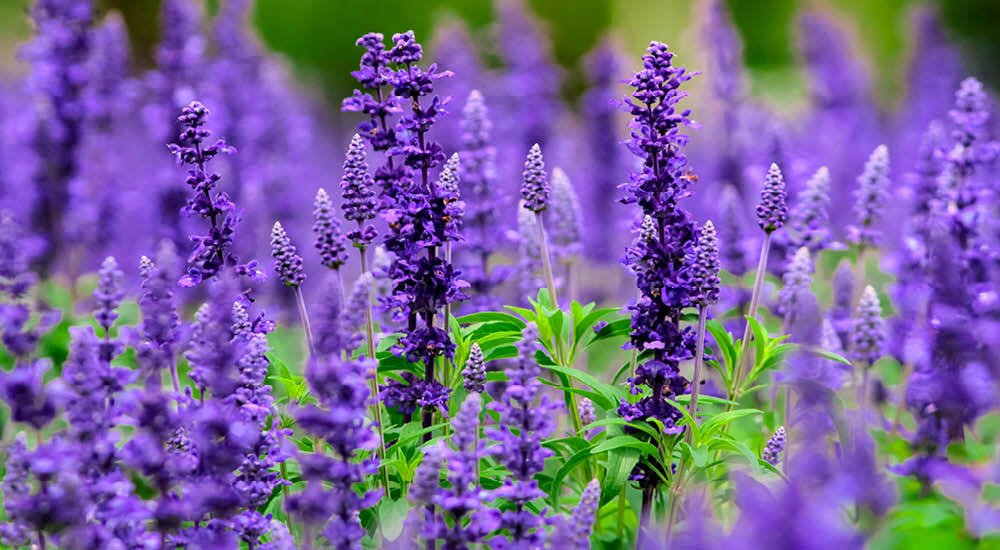 Purple salvias are vibrant perennial plants known for their tall spikes of tubular flowers, attracting pollinators and adding bold color to gardens, while being drought-tolerant and easy to care for.