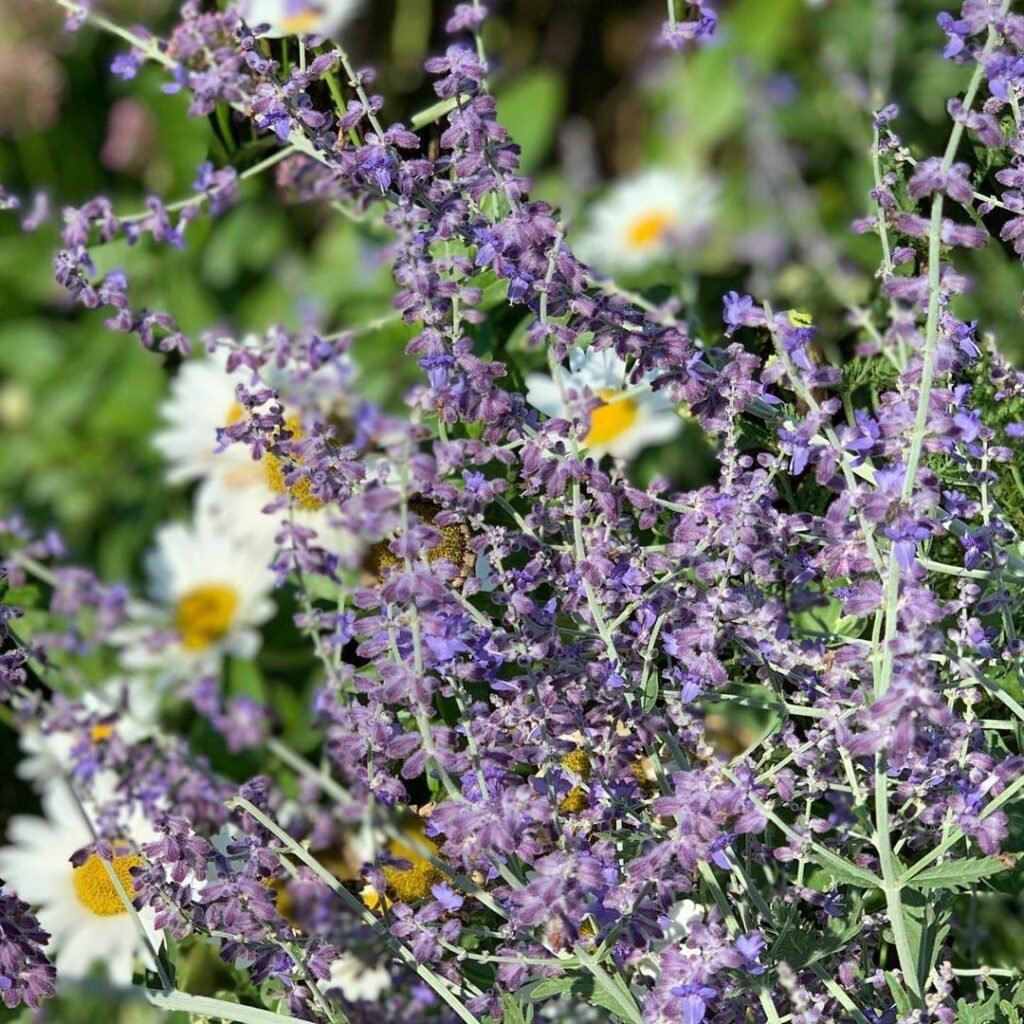 Russian Sage (Perovskia atriplicifolia) is a drought-tolerant perennial known for its aromatic, silvery foliage and tall spikes of small, lavender-blue flowers that bloom in late summer, adding a soft, airy texture to gardens.