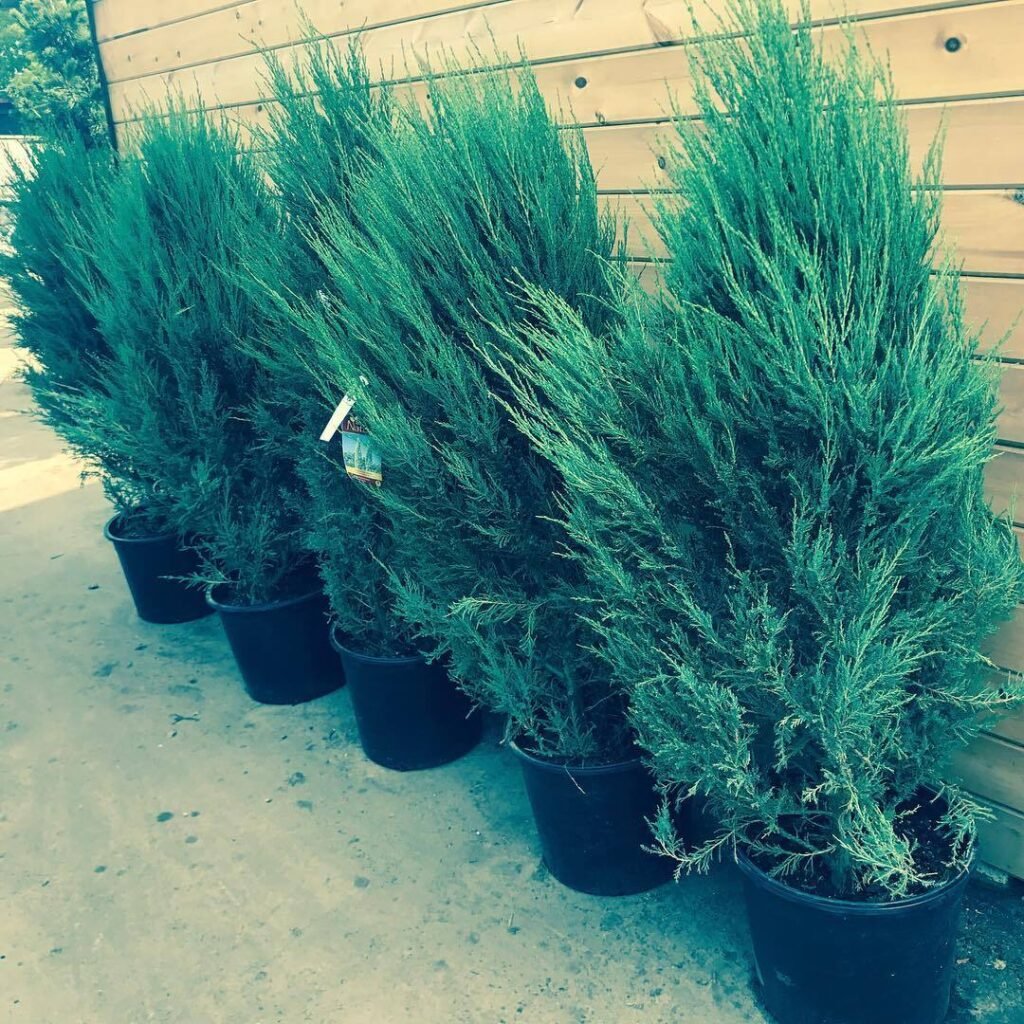 Skyrocket Juniper (*Juniperus scopulorum* 'Skyrocket') is a narrow, columnar evergreen shrub with dense, upright foliage, ideal for creating vertical accents in gardens or as a privacy screen.