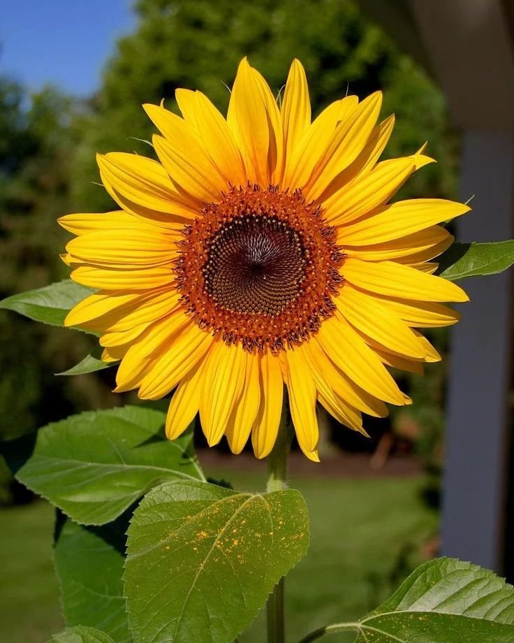 Sunflowers are large, bright yellow flowers with a central dark disk, symbolizing warmth, positivity, and loyalty, and they are known for their tall, upright growth and ability to follow the sun.