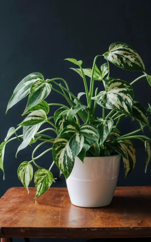 Pothos plants are low-maintenance and thrive with balanced nutrients. They benefit from a monthly feeding of a diluted, 