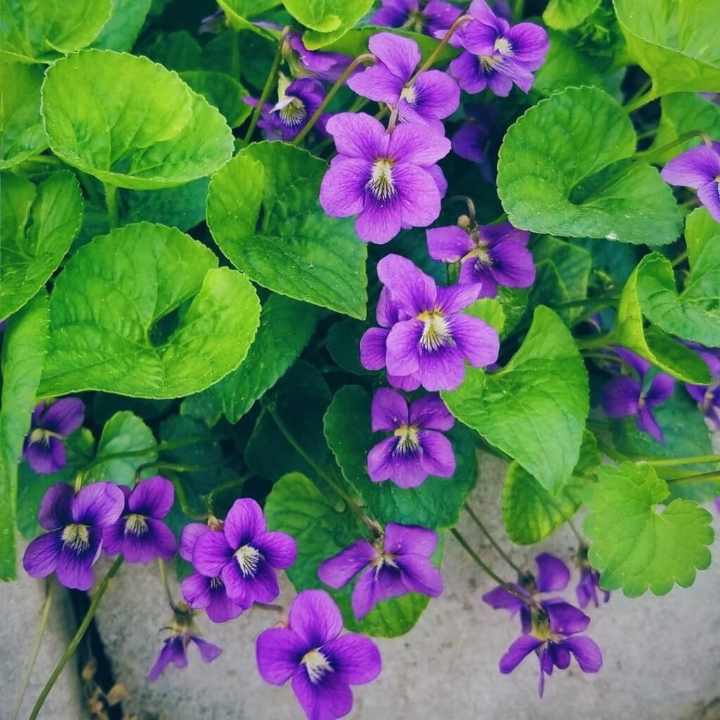 Blue violets are delicate flowers that symbolize love, faithfulness, and modesty, known for their vibrant blue-purple petals and heart-shaped leaves.