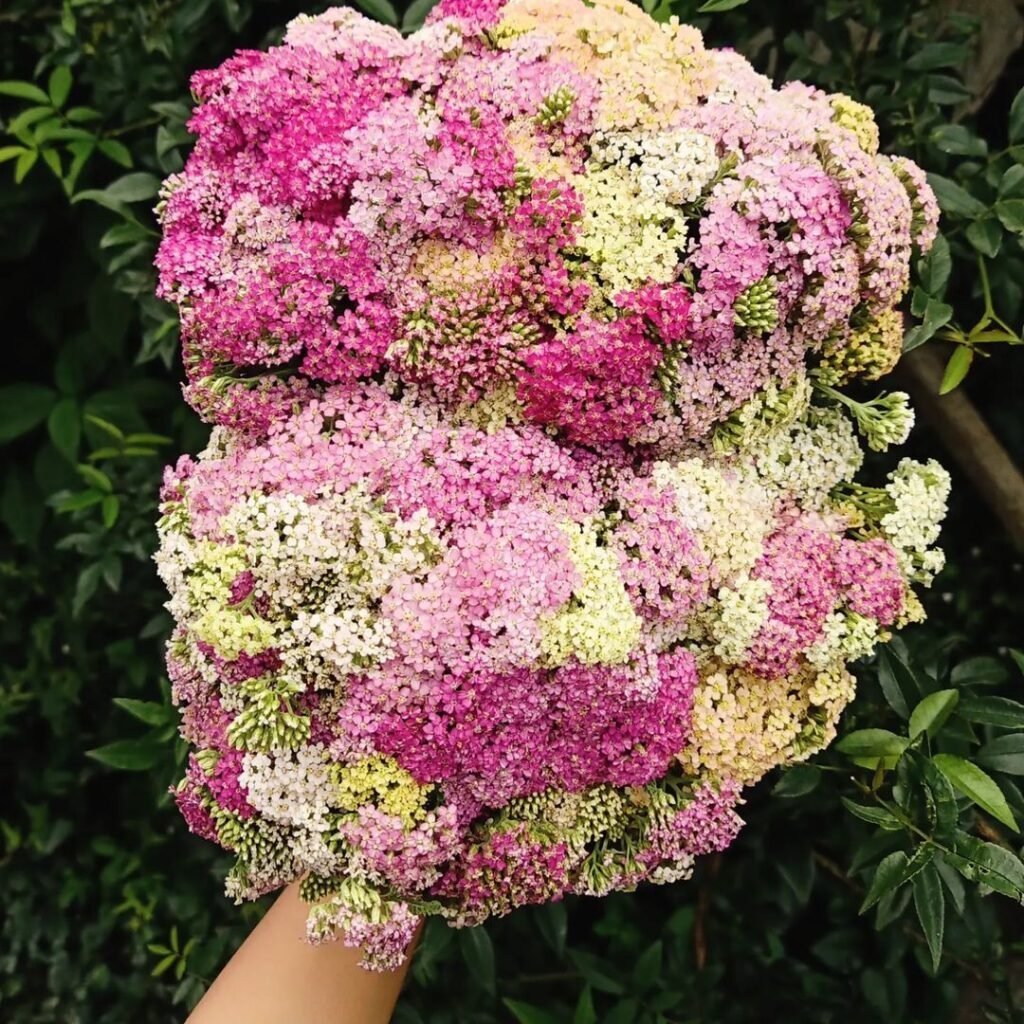 Yarrow (*Achillea millefolium*) is a hardy perennial with clusters of tiny flowers in shades of white, yellow, pink, or red, known for its medicinal uses and ability to attract pollinators.