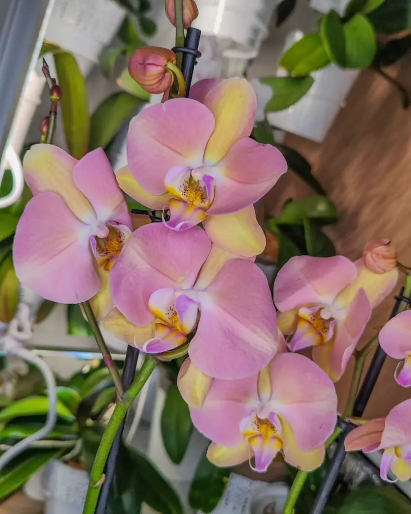 Orchids are exotic and diverse flowering plants known for their intricate blooms and wide variety of colors and shapes, symbolizing beauty, luxury, and strength.