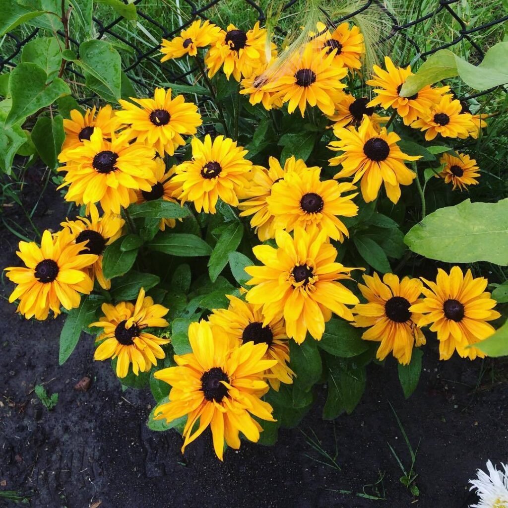 Black-Eyed Susans (*Rudbeckia hirta*) are bright yellow, daisy-like flowers with dark brown or black centers, symbolizing encouragement and motivation, and are known for their resilience and ability to attract pollinators.