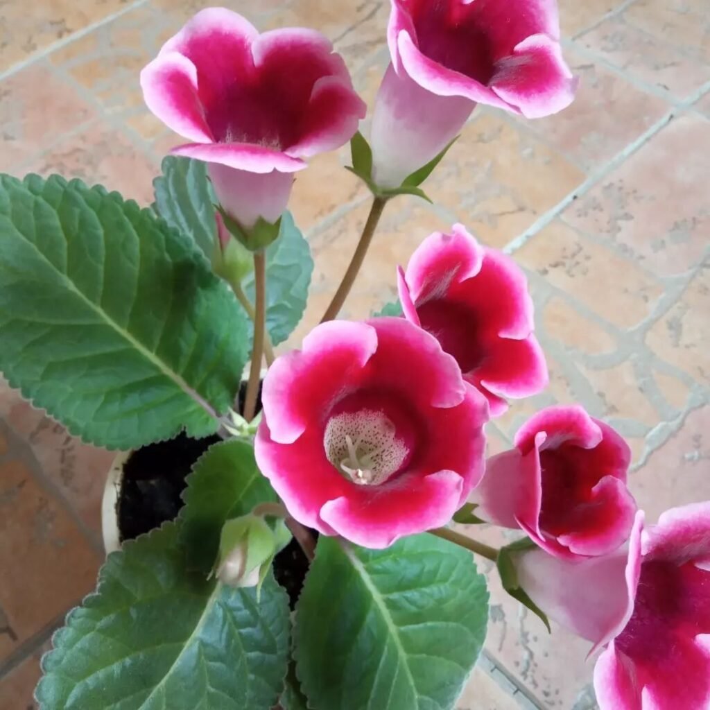 Gloxinia is a tropical plant known for its large, velvety, bell-shaped flowers in vibrant colors, commonly grown as a houseplant for its striking, showy blooms.