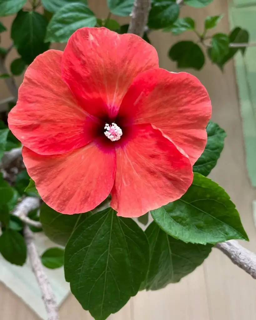 Hibiscus is a tropical flowering plant known for its large, vibrant blooms in shades of red, pink, yellow, and orange, often used in gardens for a bold, tropical look.