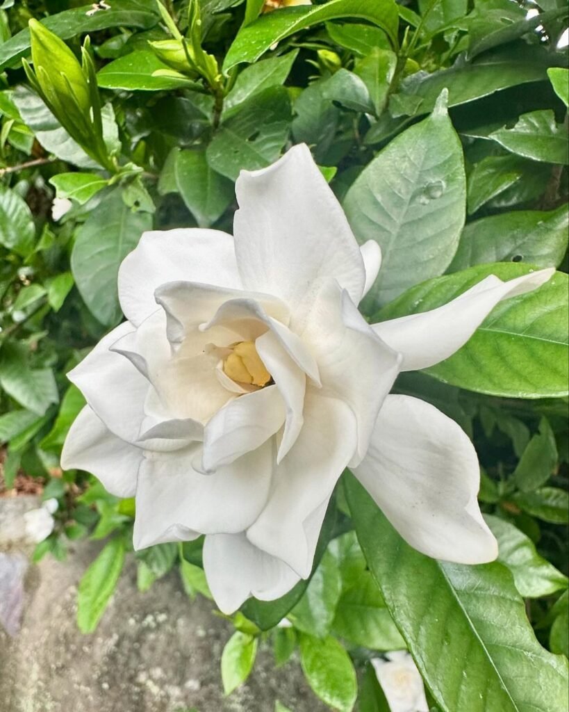 Gardenias are fragrant, evergreen shrubs known for their creamy white, waxy blooms and glossy green leaves, often prized for their sweet scent in gardens and floral arrangements.