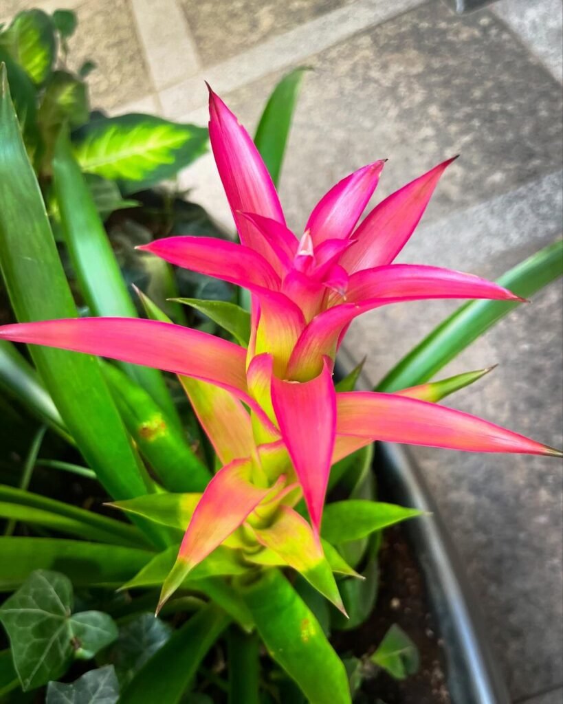 Guzmania is a striking tropical bromeliad known for its colorful bracts and unique rosette shape, making it a popular choice for indoor gardening and ornamental displays.